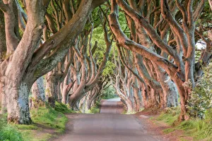 Lush Prints: Dark Hedges near Stanocum, County Antrim, Ulster, Northern Ireland, United Kingdom