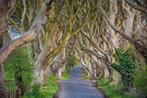 Botanical Prints: The Dark Hedges in Northern Ireland, beech tree avenue, Northern Ireland, United Kingdom