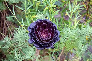 Petals Prints: Dark purple aeonium plant surrounded by green foliage at Kew Gardens