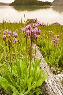 Images Dated 23rd May 2010: Dark-throated shooting star (Dodecatheon pulchellum) in Thomas Bay region of Southeast Alaska