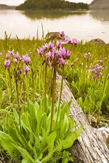 Wild Flowers Prints: Dark-throated shooting star (Dodecatheon pulchellum) in Thomas Bay region of Southeast Alaska