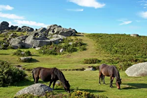 Horse Prints: Dartmoor ponies, Bonehill Rocks, Dartmoor National Park, Devon, England