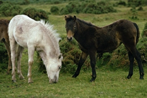 Ponies Prints: Dartmoor Ponies, Devon, England, United Kingdom, Europe