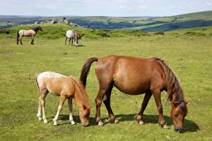 Horse Prints: Dartmoor ponies and foals near Hound Tor, in summer sunshine, Devon, England