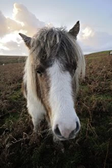 Images Dated 17th December 2011: Dartmoor pony, Dartmoor, Devon, England, United Kingdom, Europe