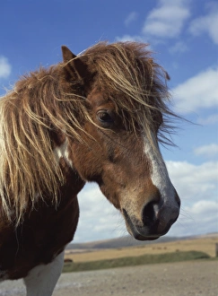 Ponies Prints: Dartmoor pony, Devon, England, United Kingdom, Europe