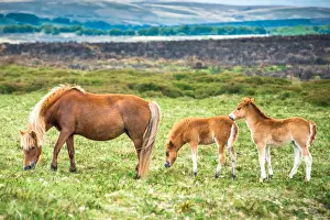 Grasslands Prints: Two Dartmoor pony foals with mare in Dartmoor National park in Devon, England, United