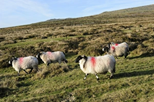 Pasture Prints: Dartmoor sheep at Merrivale, Dartmoor National Park