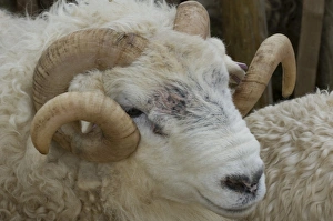 Dartmoor sheep, rams head with curly horns, Widecombe Fair, Dartmoor, Dartmoor National Park, Devon, England, United Kingdom, Europe