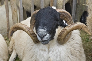 Horn Prints: Dartmoor sheep, rams head with curly horns