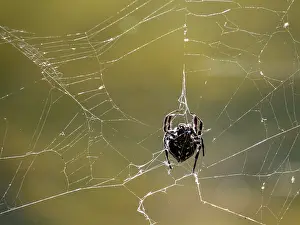 Hanging Prints: Darwin bark spider builds web in Madagascar forest