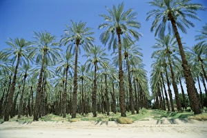 Grove Prints: Date palm orchards near Indio