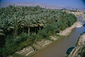 Date palms groves