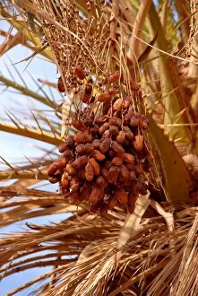 Images Dated 1st December 2006: Dates on a date palm, Mafo, Ubari, Libya, North Africa, Africa