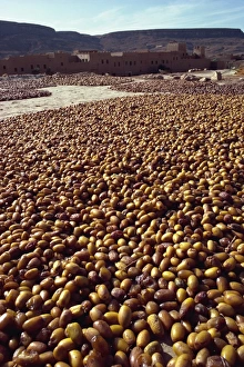 Dates Prints: Dates drying near Rissani, Morocco, North Africa, Africa