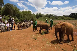 Children Prints: David Sheldrick Wildlife Trust, Elephant Orphanage, Nairobi, Kenya, East Africa, Africa