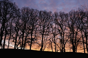 Copse Prints: Dawn over copse of oak trees, Dumfries and Galloway, Scotland, United Kingdom, Europe