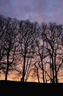 Images Dated 11th December 2009: Dawn over copse of oak trees, Dumfries and Galloway, Scotland, United Kingdom, Europe