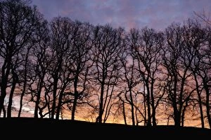 Images Dated 11th December 2009: Dawn over copse of oak trees, Dumfries and Galloway, Scotland, United Kingdom, Europe