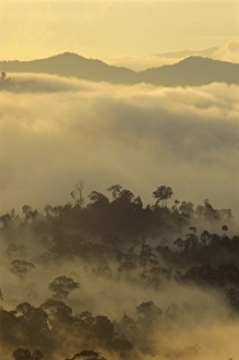 Dawn light silhouettes the trees of the rainforest