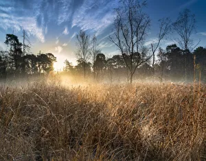 York Prints: Dawn light over Strensall Common Lowland Heath