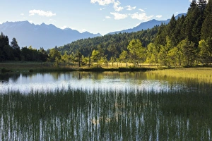Dawn lights up the swamp of the Natural Reserve of Pian di Gembro, Aprica, province of Sondrio