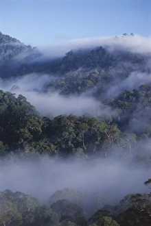 Malaysian Prints: Dawn mists in virgin dipterocarp rainforest
