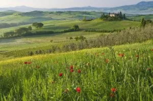 Images Dated 10th May 2009: Dawn view of Val d Orcia showing Belvedere and rolling Tuscan countryside