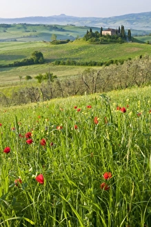 Images Dated 10th May 2009: Dawn view of Val d Orcia showing Belvedere and rolling Tuscan countryside