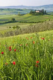 Dawn view of Val d Orcia showing Belvedere and rolling Tuscan countryside