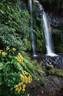 Taranaki Prints: Dawson Falls