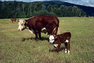 Day old calf, British Columbia, Canada, North America