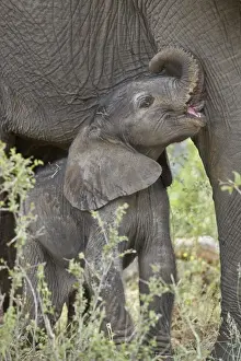 Days-old African Elephant (Loxodonta africana) calf, Kruger National Park, South Africa