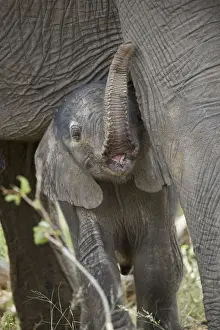 Nurture Prints: Days-old African Elephant (Loxodonta africana) calf, Kruger National Park, South Africa