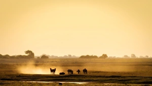 Zebra Prints: Dazzle of zebras, Chobe National Park, Botswana, Africa