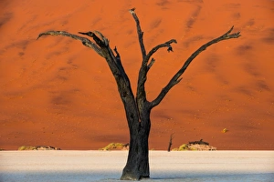 Dead acacia tree silhouetted against sand dunes at Deadvlei, Namib-Naukluft Park