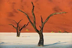 Silhouetted Gallery: Dead acacia trees silhouetted against sand dunes at Deadvlei, Namib-Naukluft Park