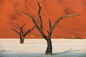 Silhouetted Gallery: Dead acacia trees silhouetted against sand dunes at Deadvlei, Namib-Naukluft Park