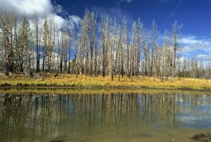 Aspens Prints: Dead aspens, Hayden Valley