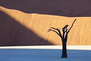 Eerie Prints: Dead camelthorn tree said to be centuries old in silhouette against towering orange sand dunes bathed in evening light