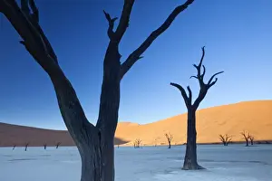 Eerie Prints: Dead camelthorn trees said to be centuries old in silhouette against towering orange sand dunes bathed in morning light