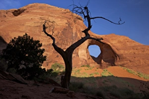 View Through Prints: Dead juniper tree frames Ear of the Wind Arch