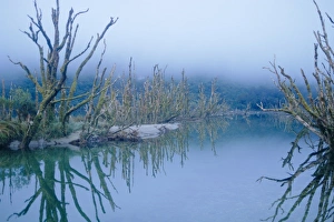 Waste Land Prints: Dead Lake, Milford Track