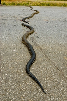 Dead Prints: Dead pythons lying on a street, Manakara, Madagascar, Africa