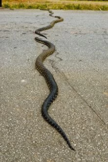 Dead pythons lying on a street, Manakara, Madagascar, Africa