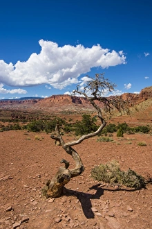 Dead Tree Prints: Dead tree in the Capitol Reef National Park, Utah, United States of America, North America