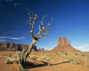 Dead tree in the desert landscape with rock formations and cliffs in the background in Monument Valley, Arizona, United States of America