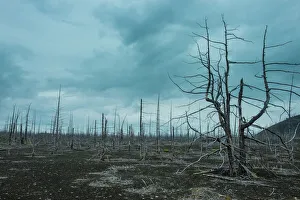 Branch Prints: Dead tree forest on the Tolbachik volcano, Kamchatka, Russia, Eurasia