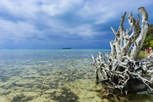 Dead Prints: Dead tree at Micro beach in Garapan, Saipan, Northern Marianas, Central Pacific, Pacific