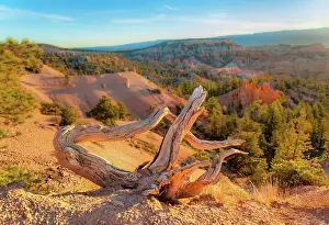 Hoodoos Prints: Dead tree stump overlooks the Bryce Amphitheatre at sunrise point in Utah